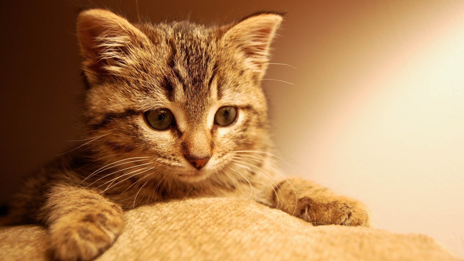 Котенок положил лапы на ткань