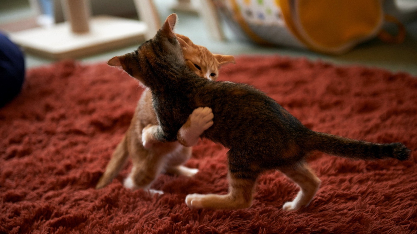Котята играют на красном ковре