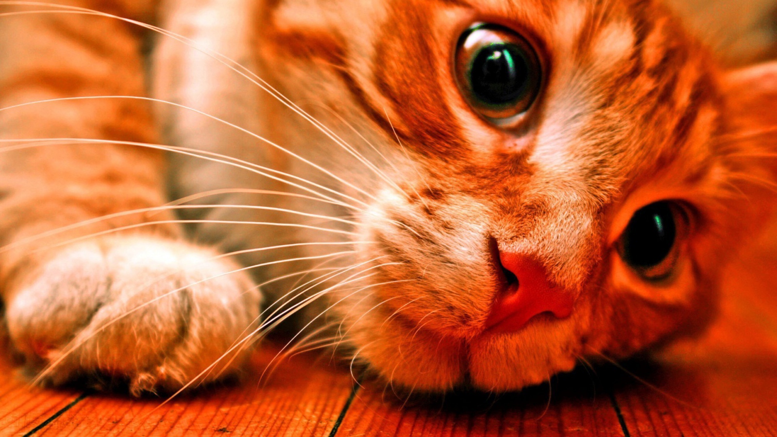 Розовоносый кот заглядывает под кровать