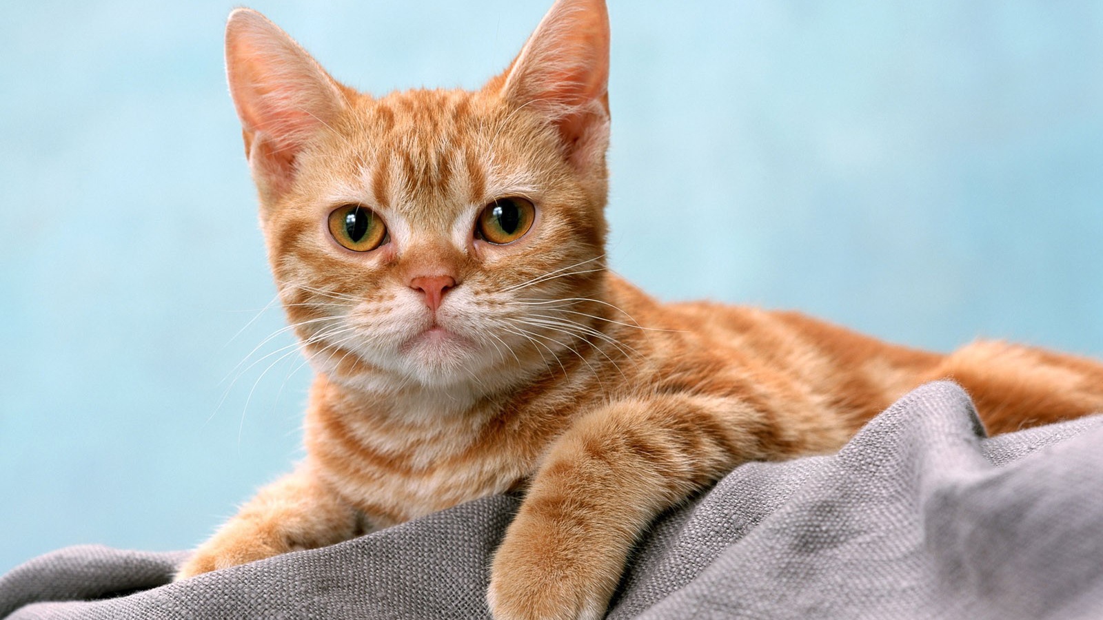 Курносый рыжий котенок