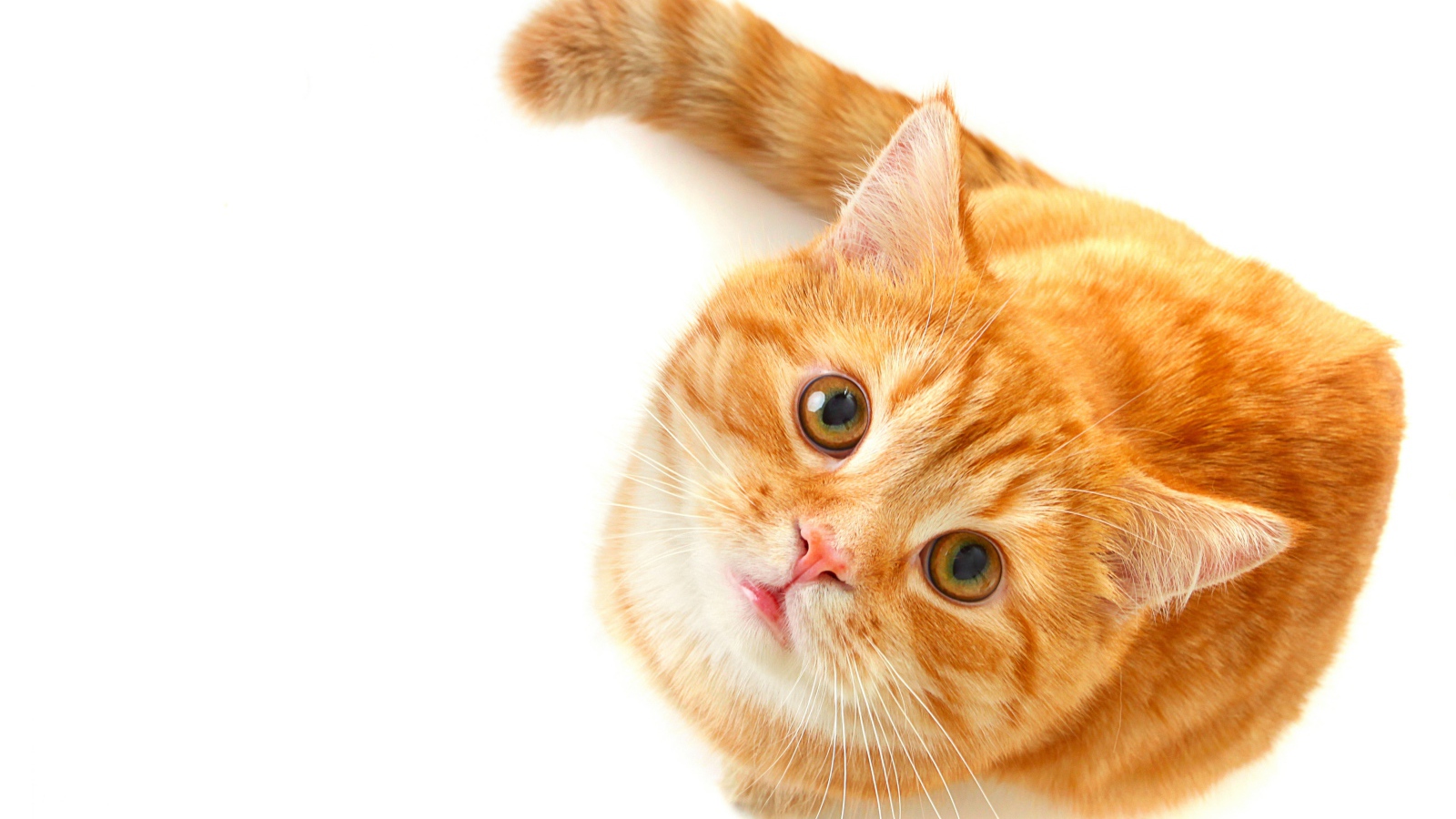 Рыжий кот с зелеными глазами