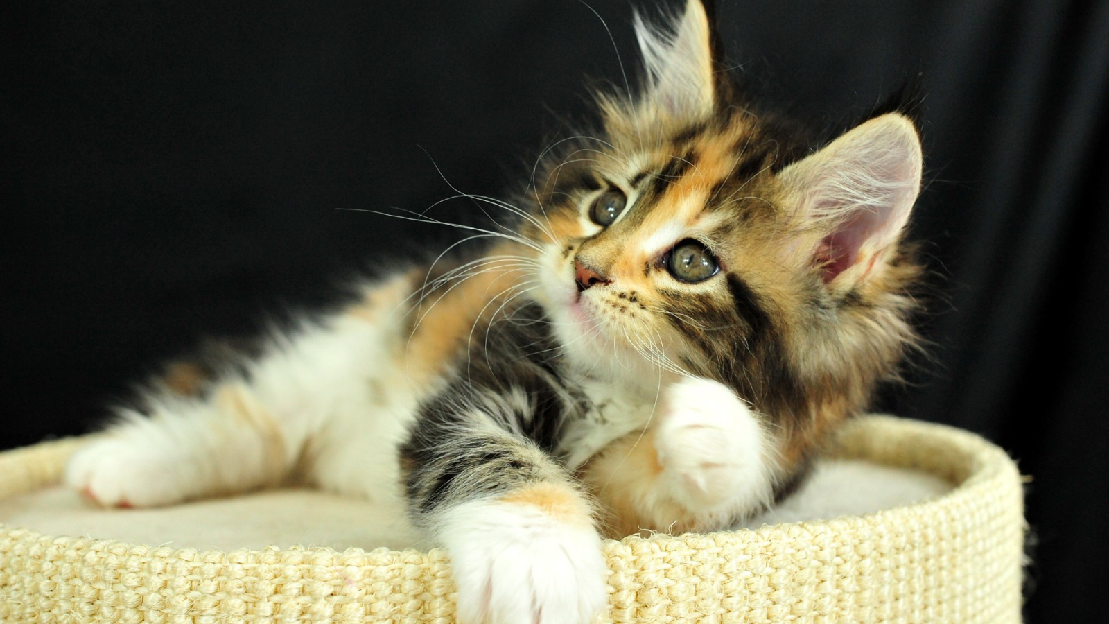 Рыжий котенок на пуфе