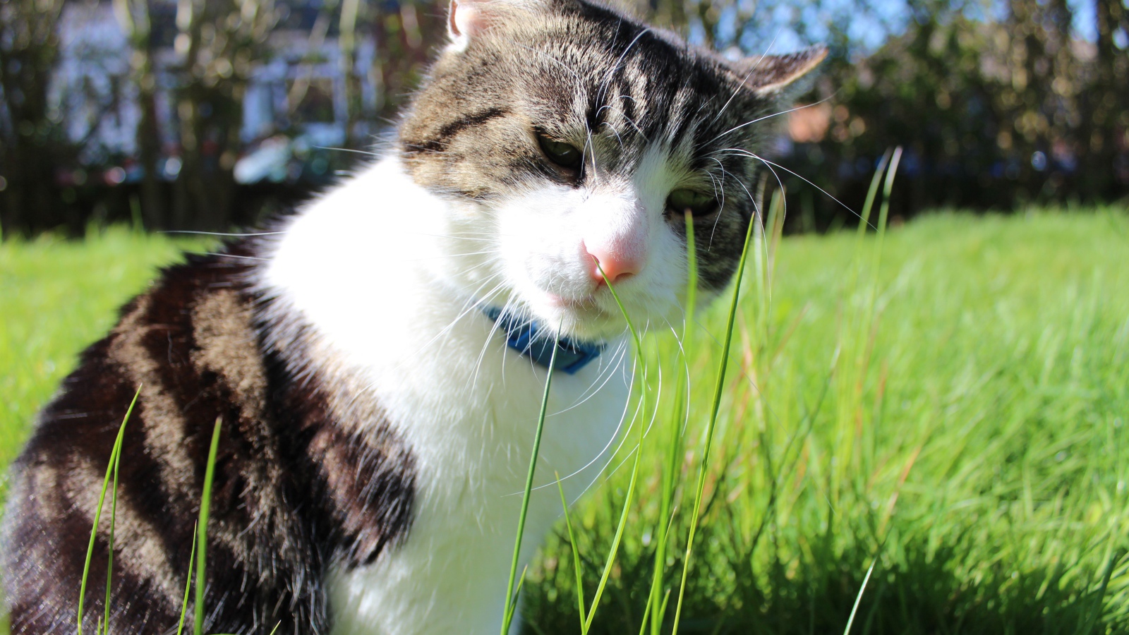 Грустный домашний кот на траве