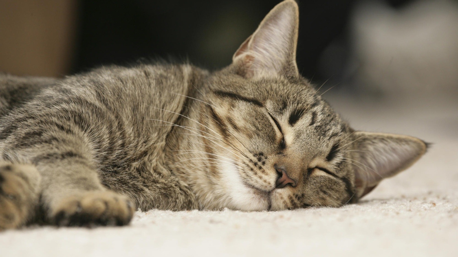 Sleeping housecat
