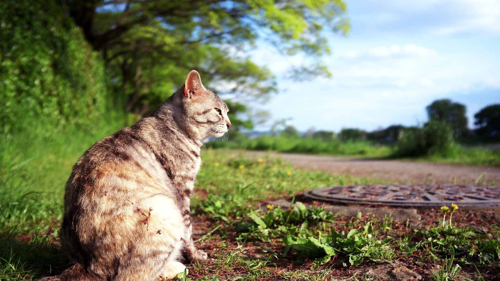 Кот сидит на земле возле люка