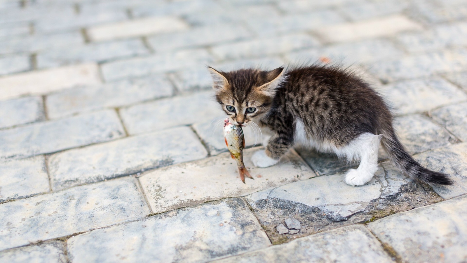 Котенок несет в зубах рыбку