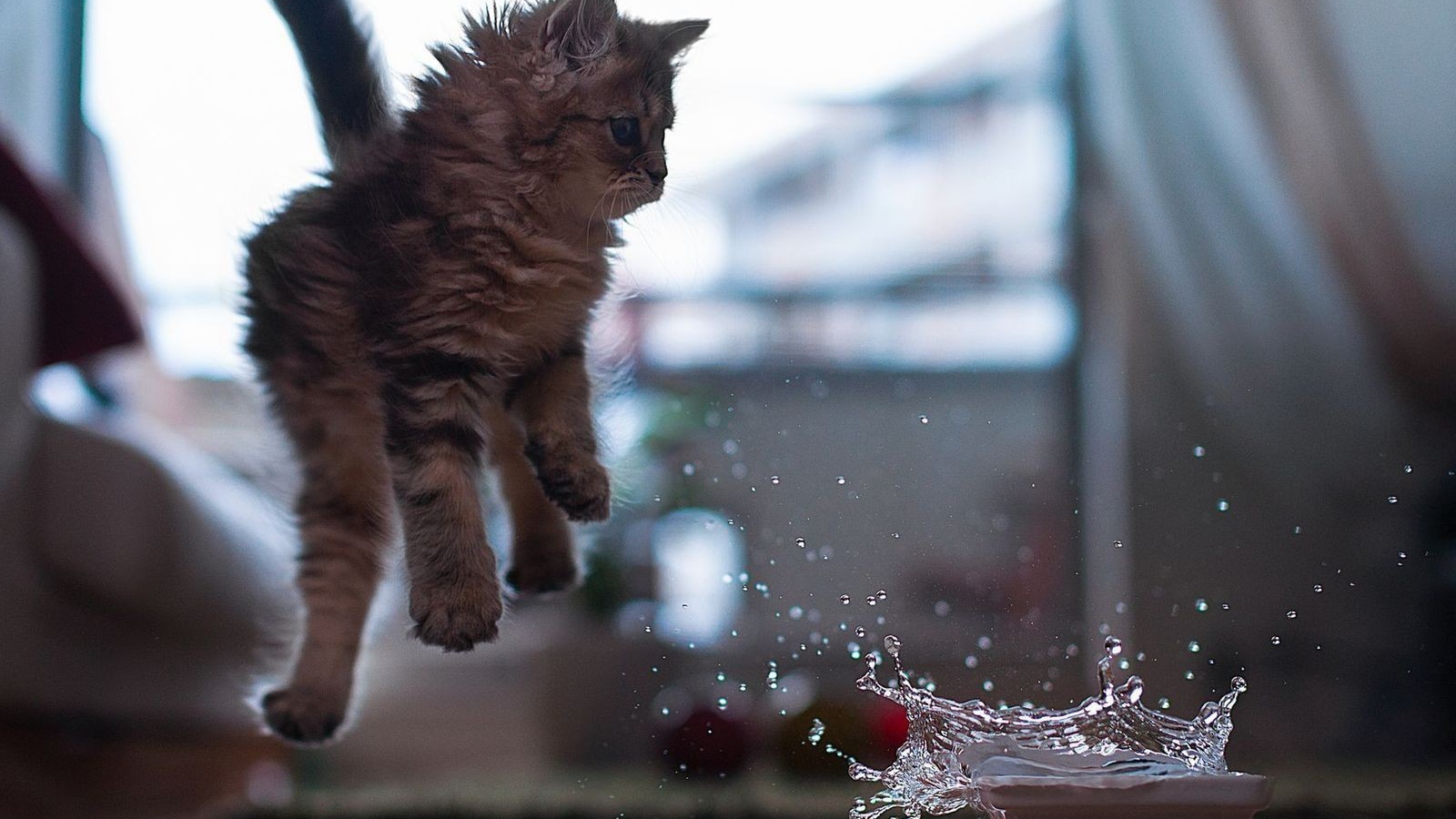 Котенок отпрыгивает от воды