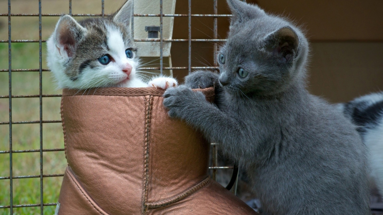 Два котенка играют в ботинке