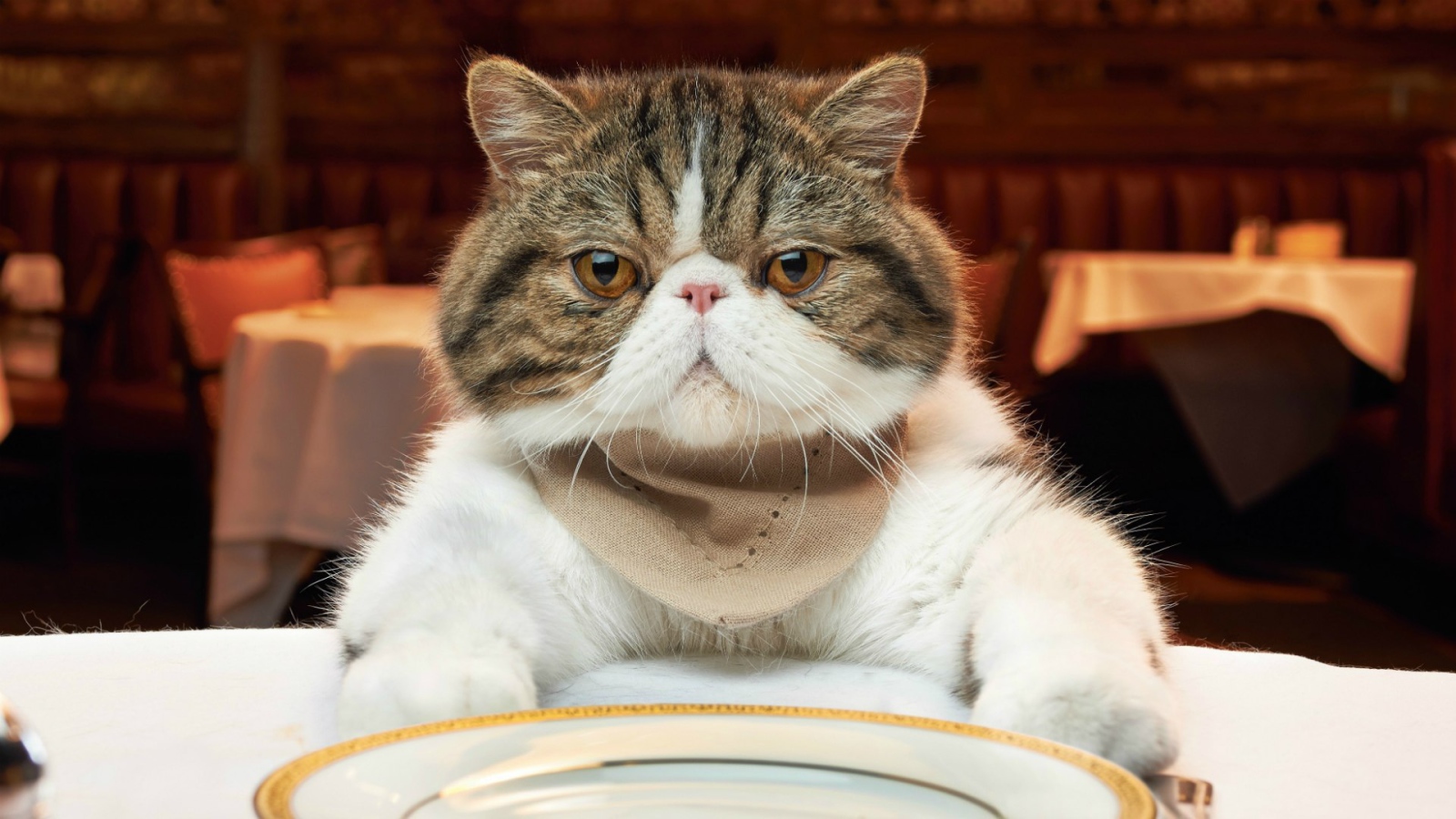 Недовольный кот за столом