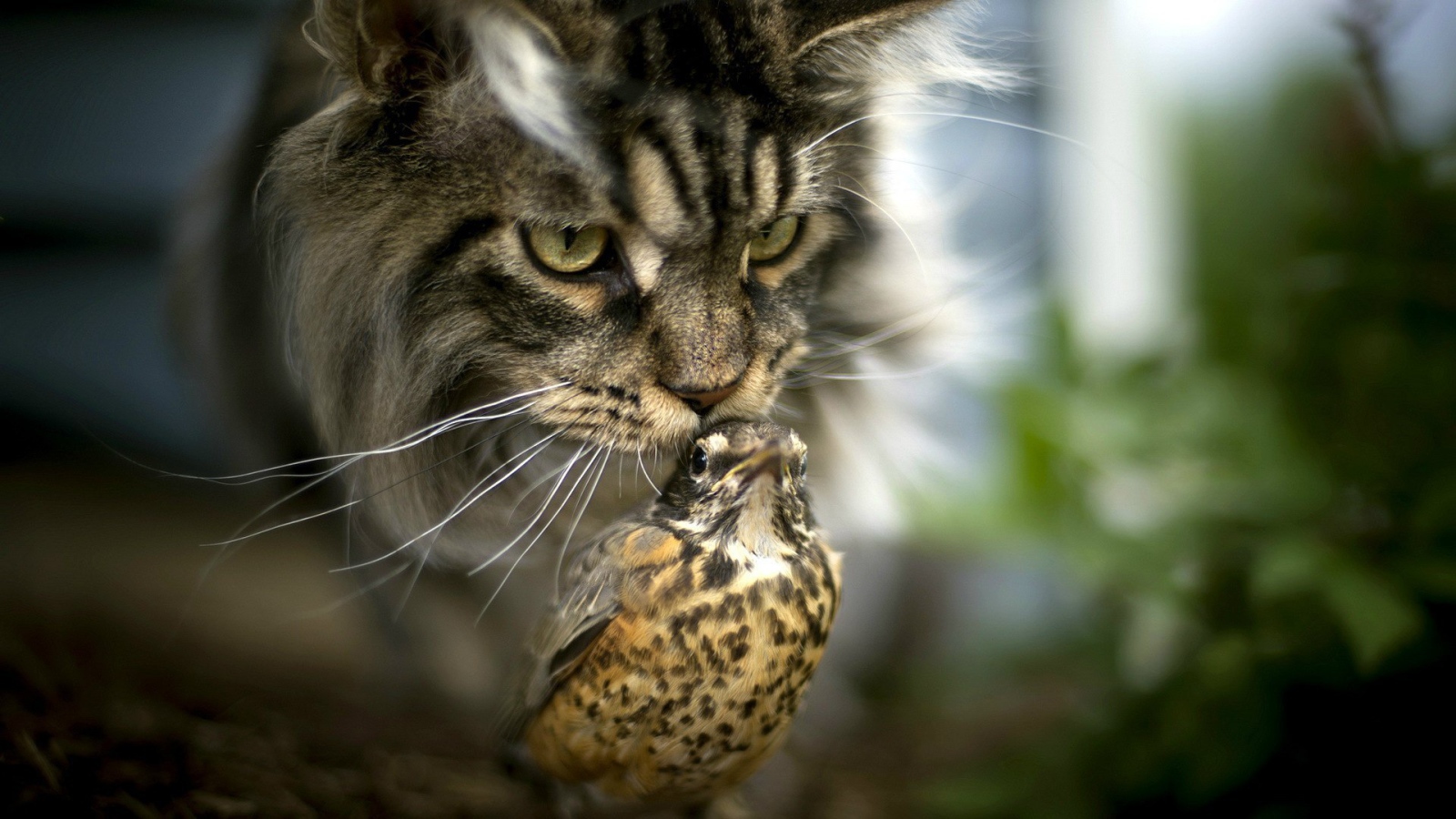 Необычная дружба кота и птицы