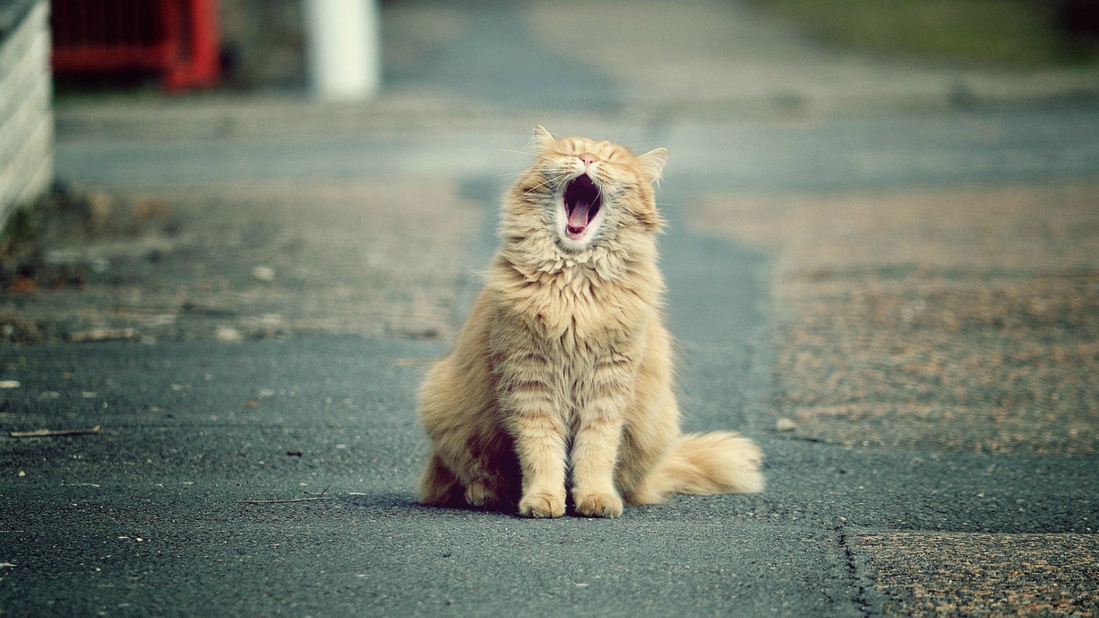 Зевающий рыжий кот на дороге