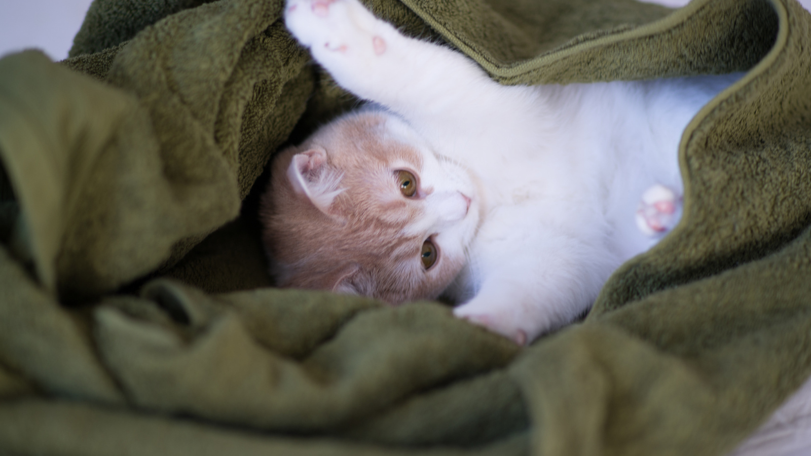 Котенок в зеленом полотенце