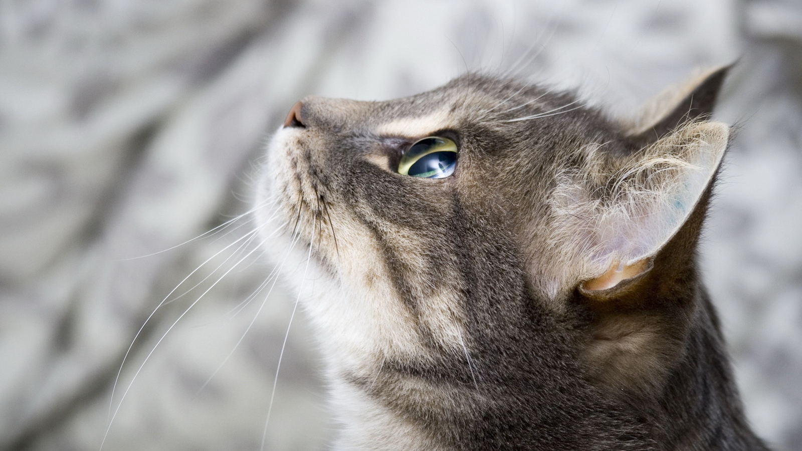 Кот смотрит на небо