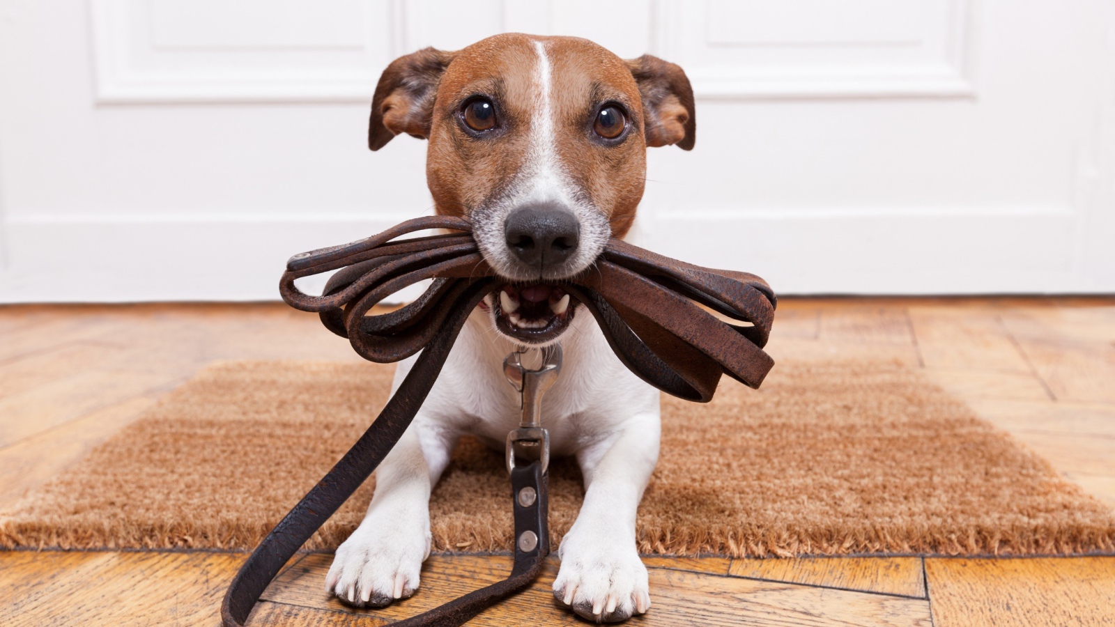 Собака держит поводок в зубах