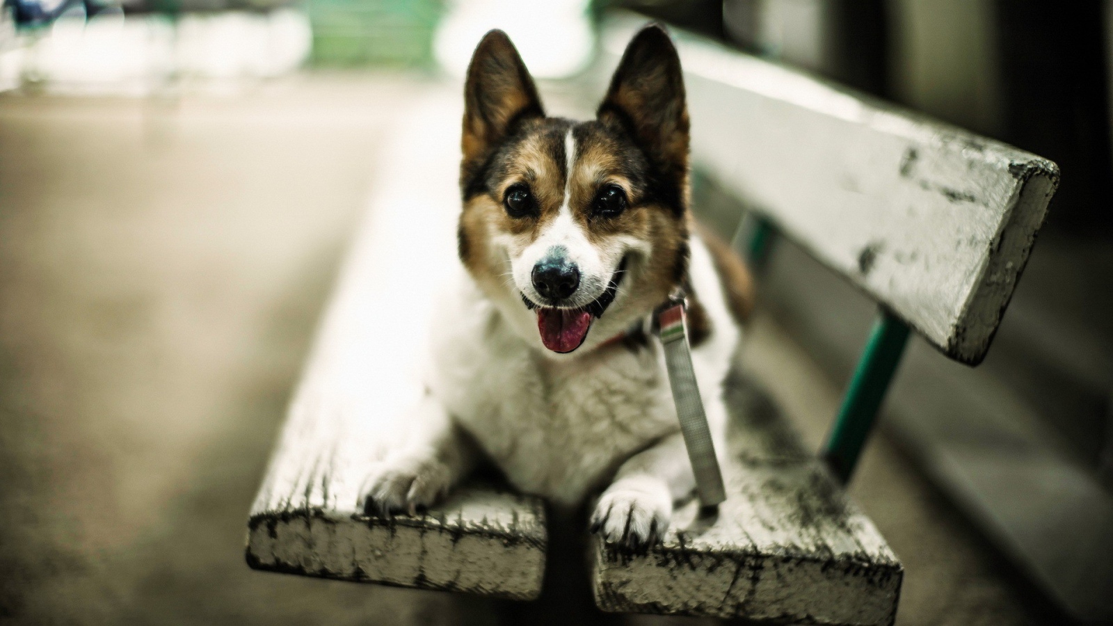 Собака улыбается сидя на скамье