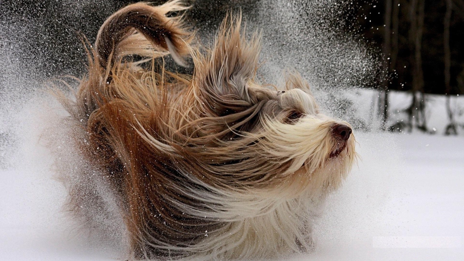 Счастливая собака с длинной шерстью играет в снегу