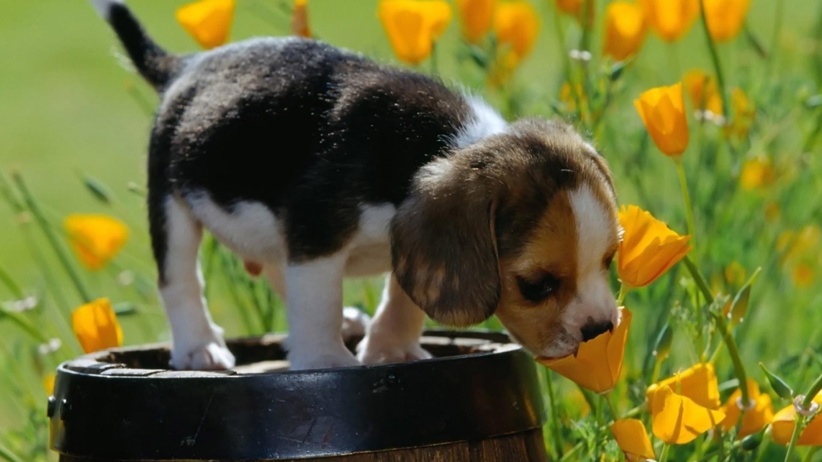 Щенок стоит на бочке