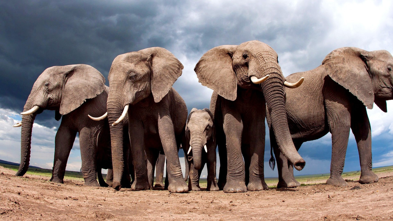 Elephants protect elephant