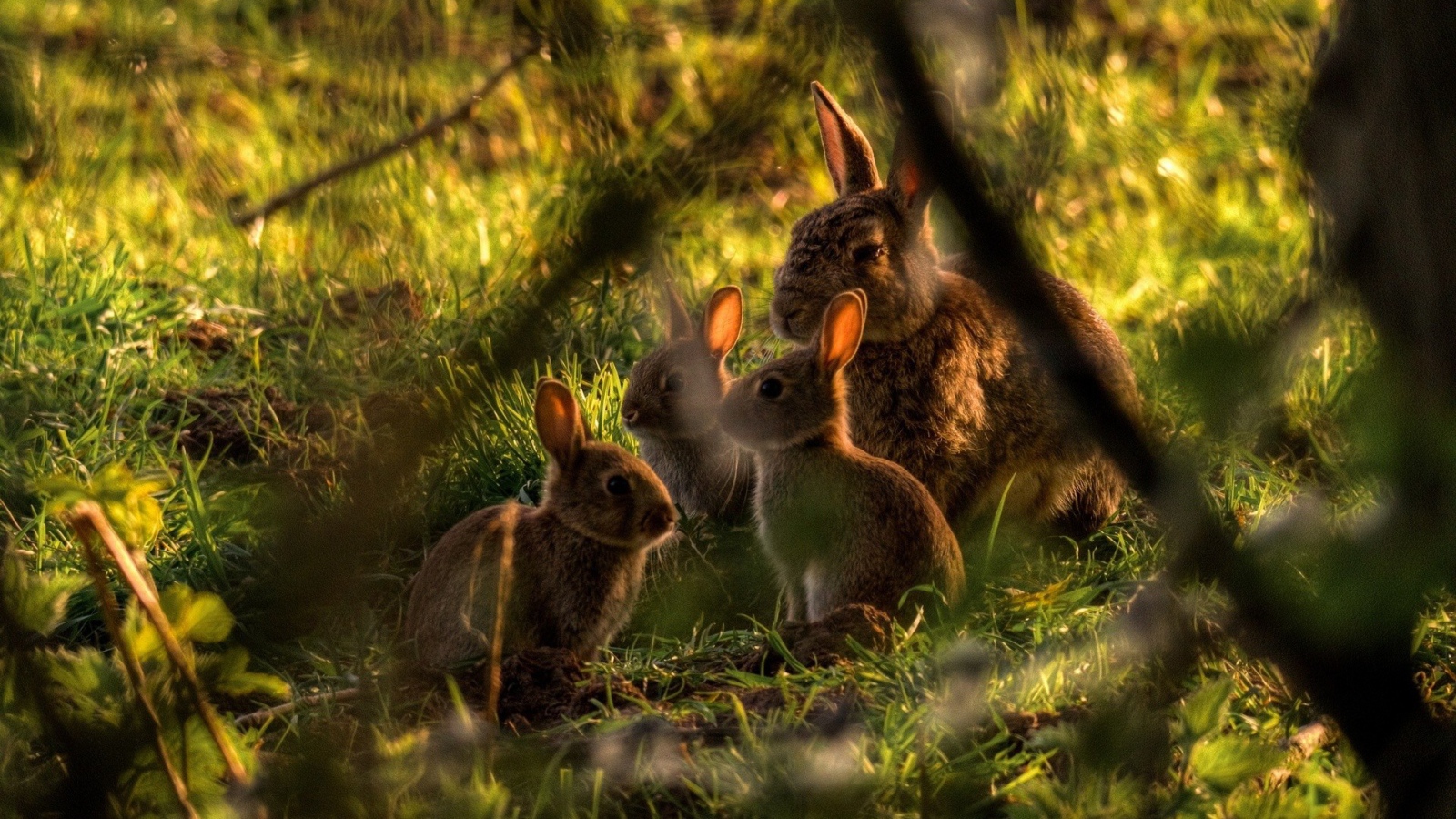 Семья кроликов в зарослях
