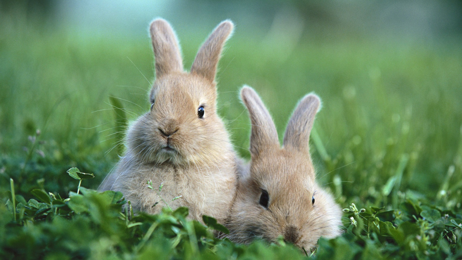 Два забавных коричневых кролика в траве