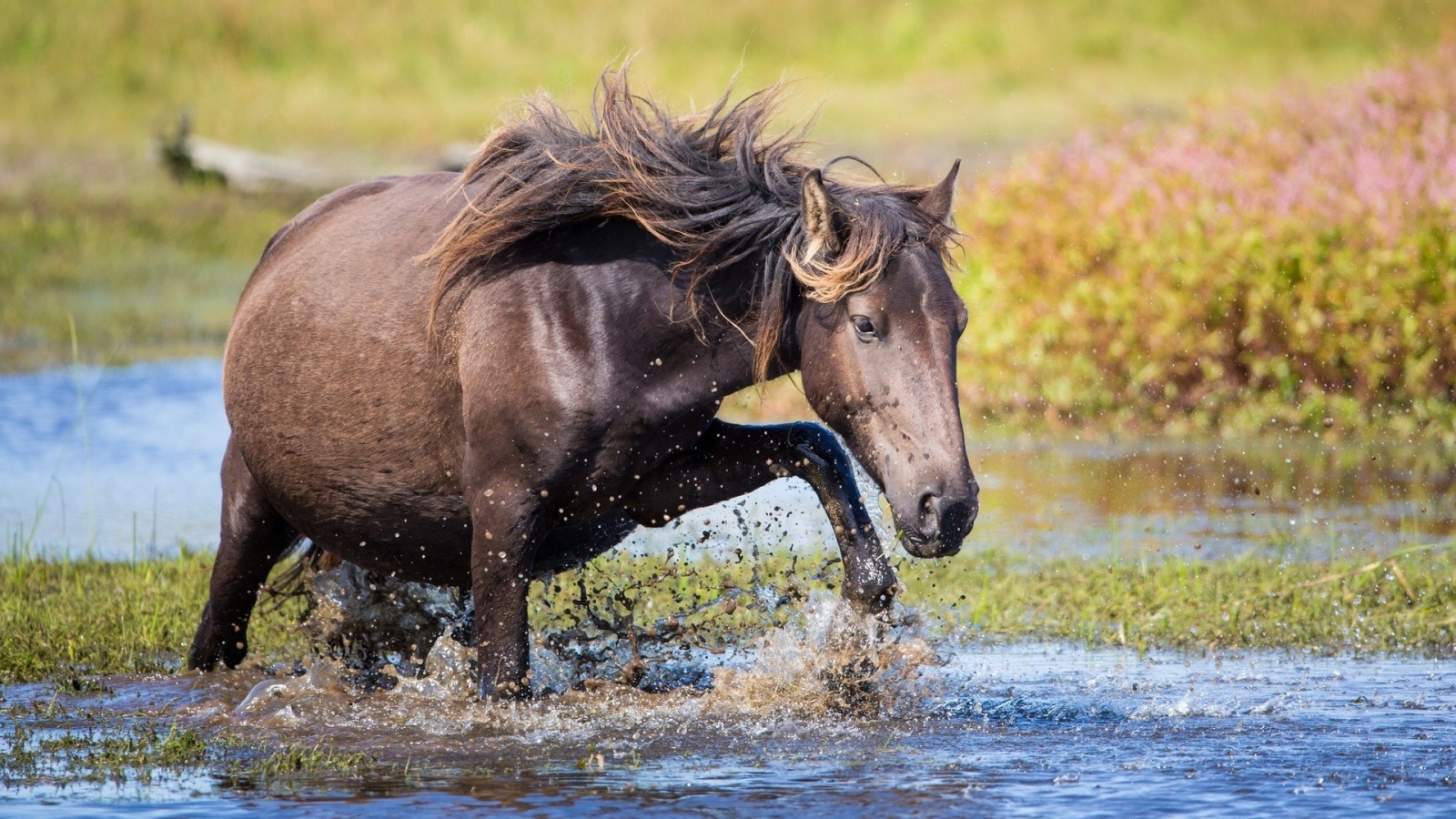 Конь пробирается через ручей