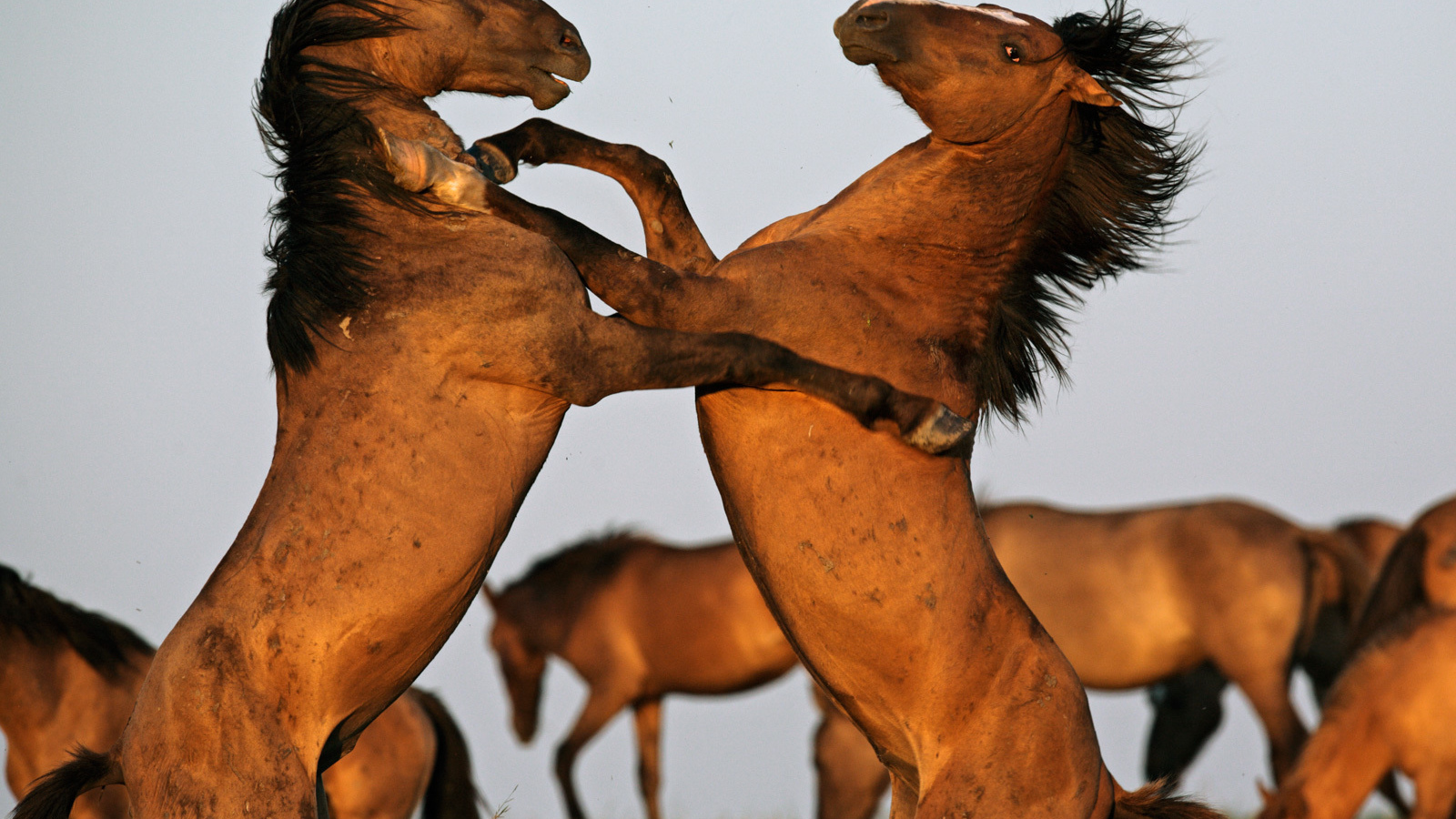 Борьба двух лошадей