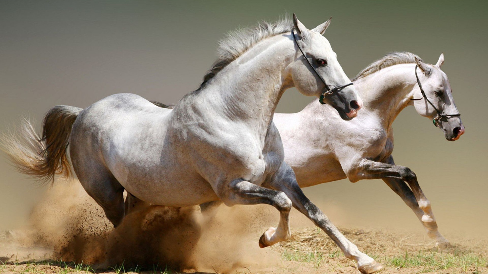 Два скакуна поднимают песок