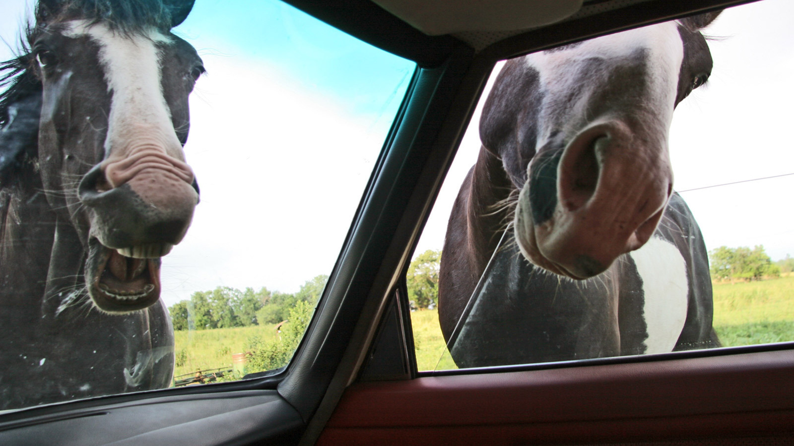Лошади глядят в автомобиль