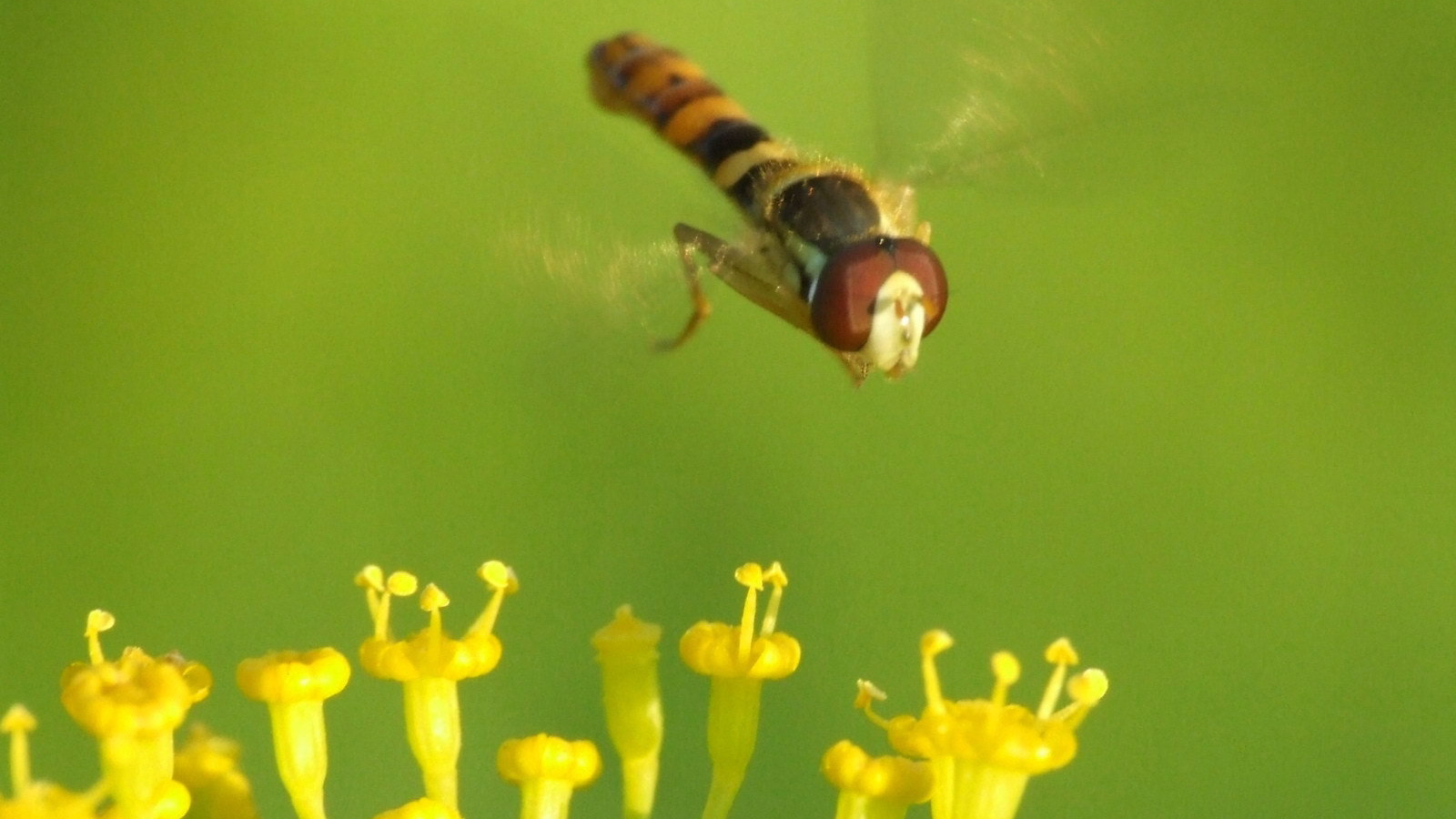 Муха летает над цветком