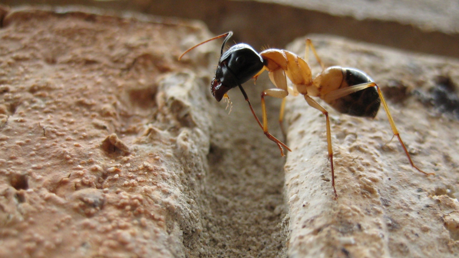 Муравей преодолевает препятствие