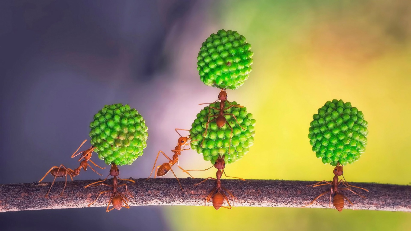 Муравьи за работой