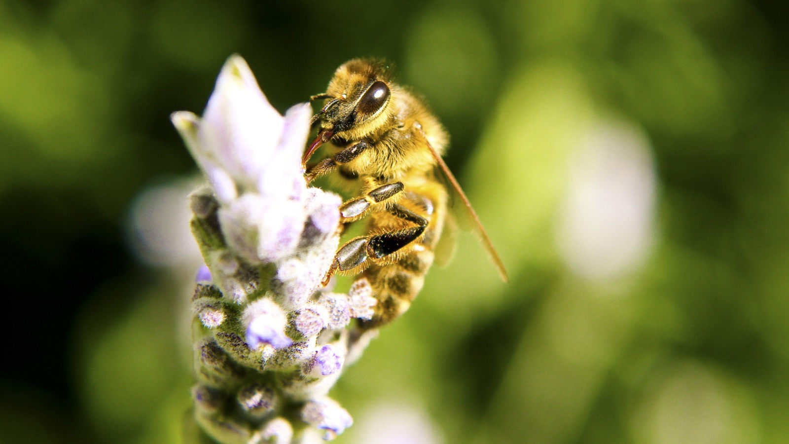 Пчела собирает нектар на цветке
