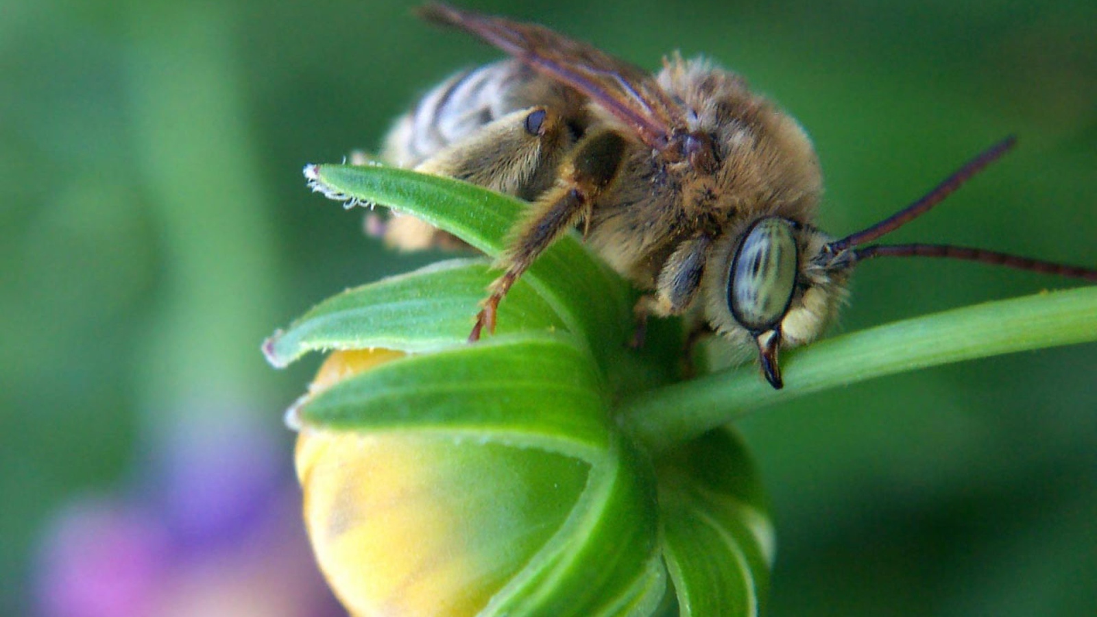 Пчела на зеленом бутоне цветка
