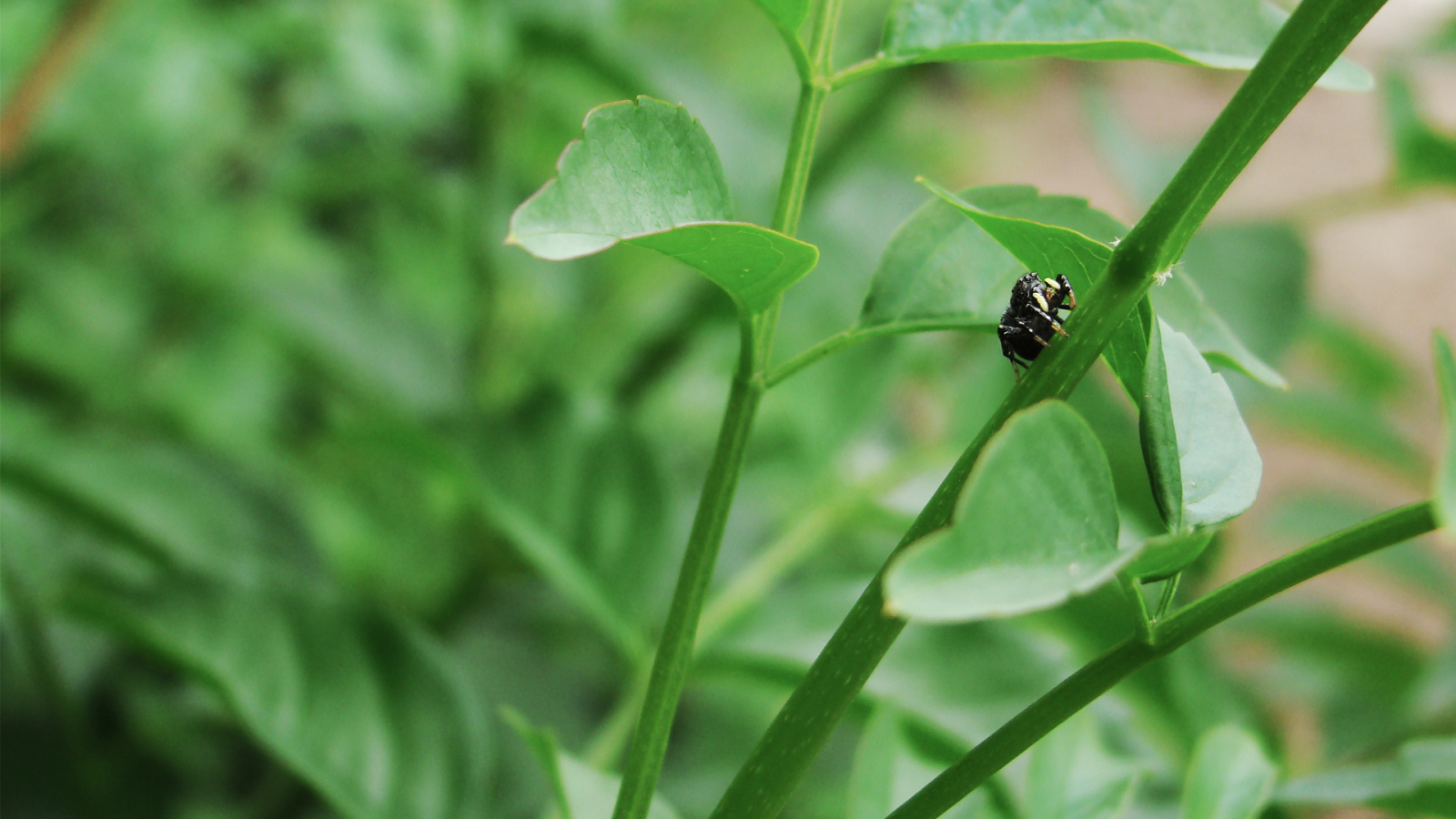 Жук ползет по зеленому стеблю