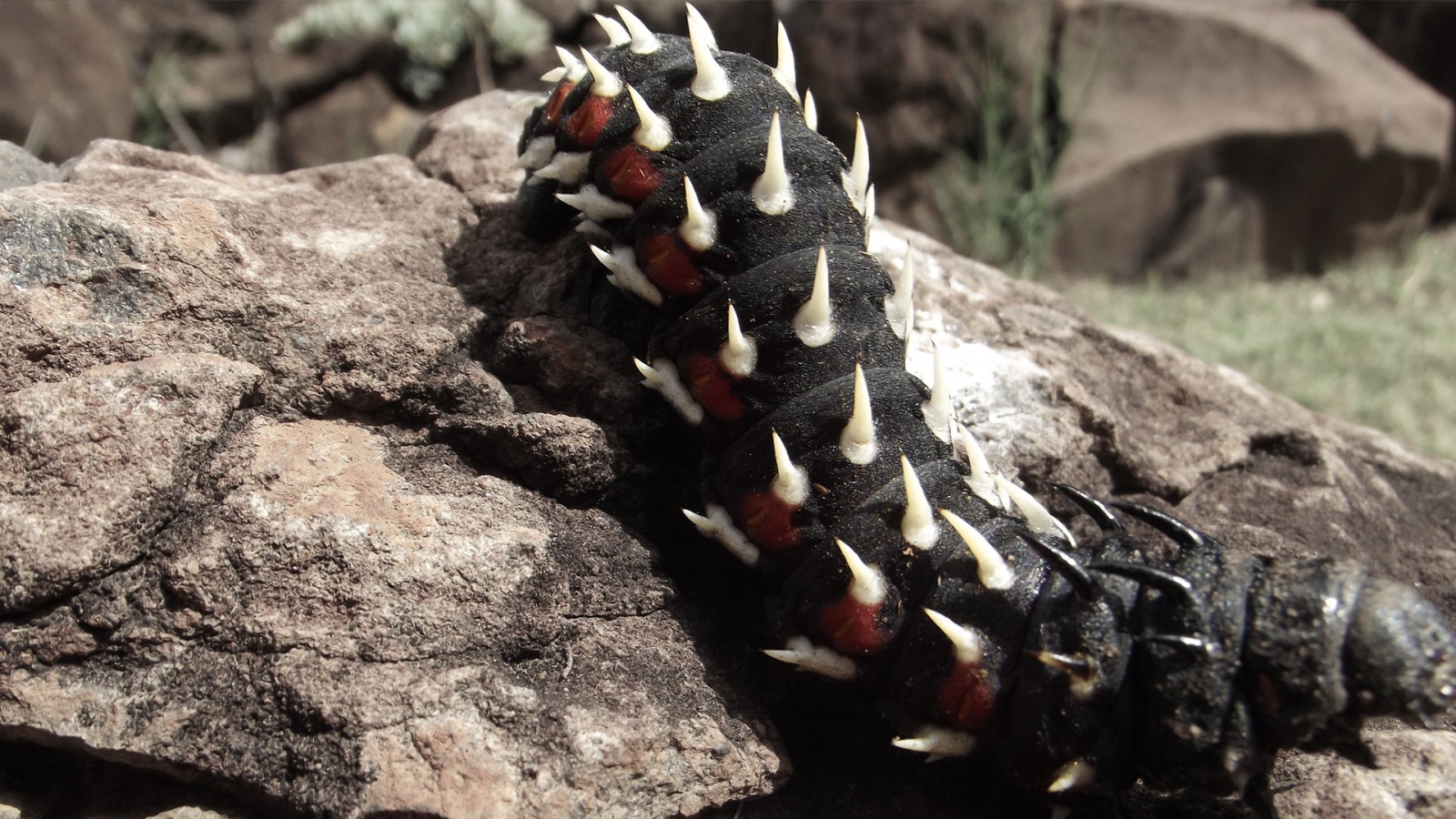 Черная гусеница ползет по камню