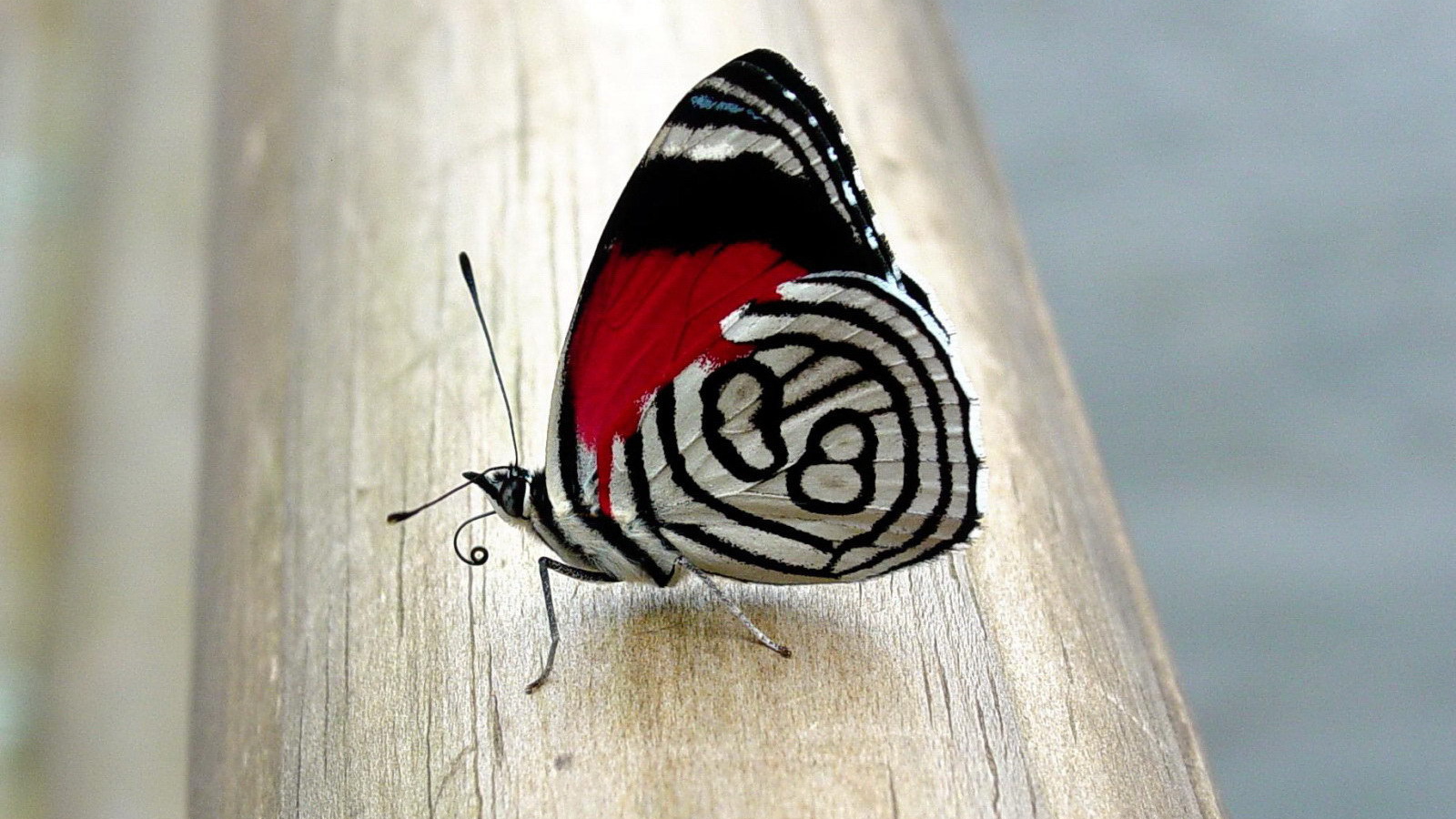 Бабочка с красивым рисунком на крыльях