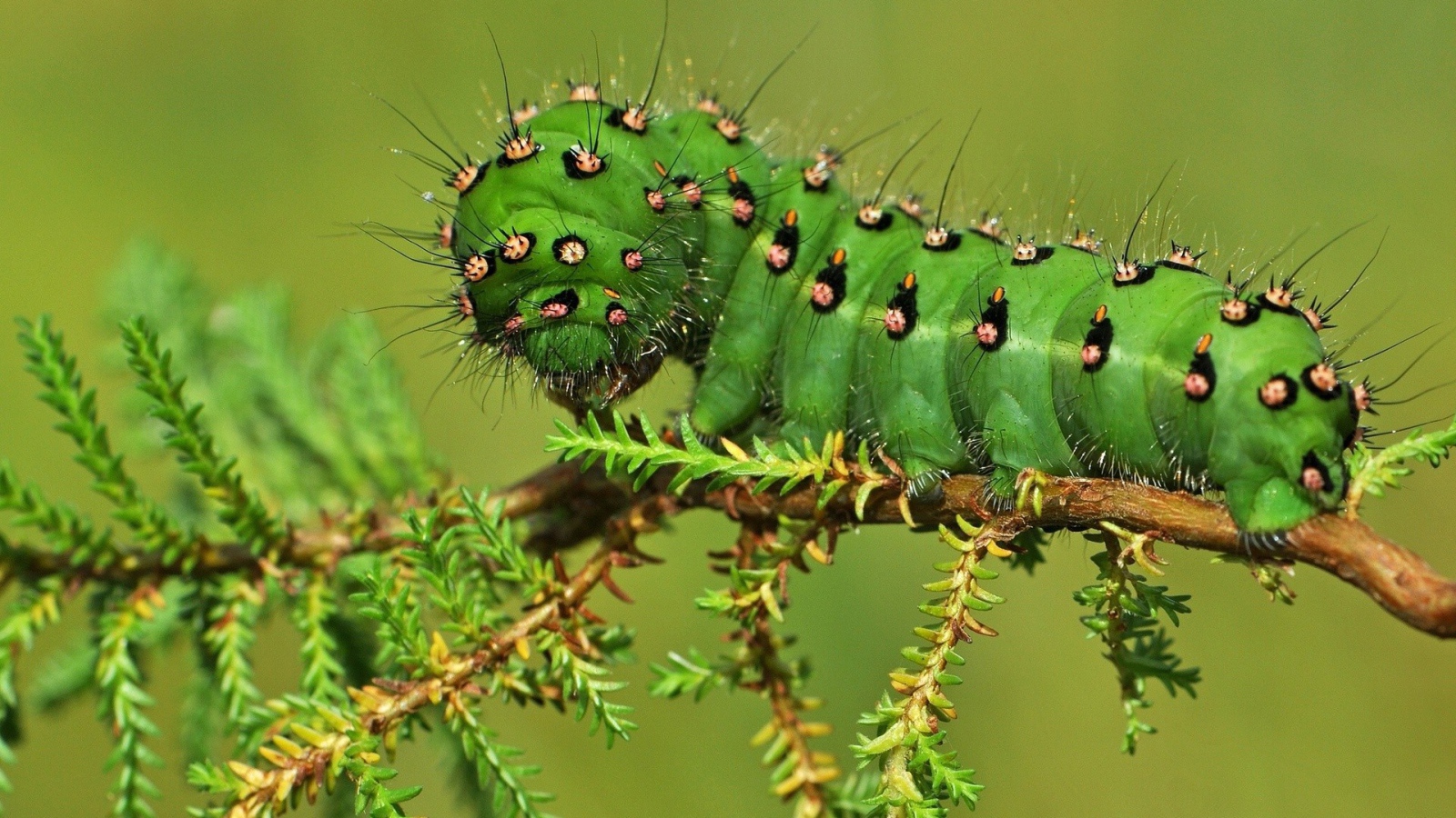 Жирная зеленая гусеница