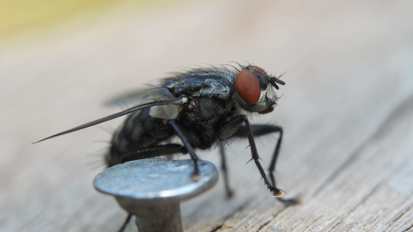 Муха у железного гвоздя