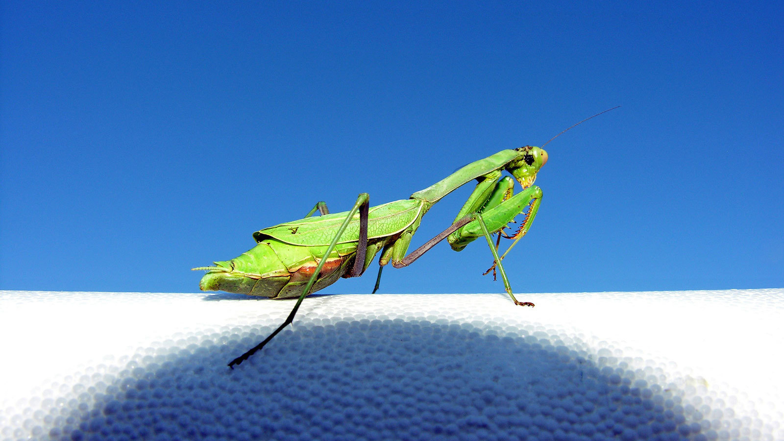 Зеленый богомол