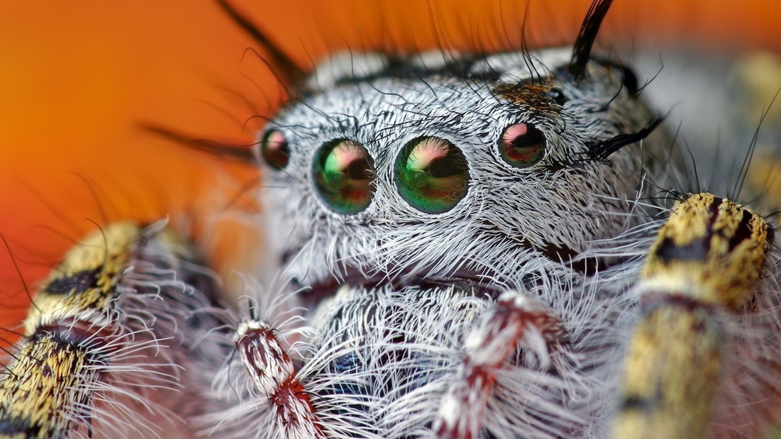 Так выглядит паук