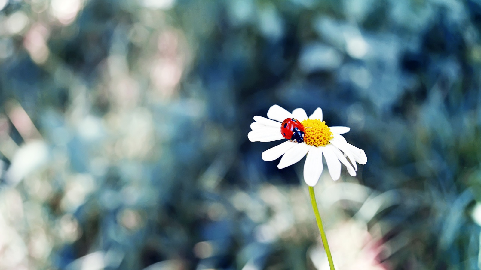 Божья коровка в сердцевине ромашки