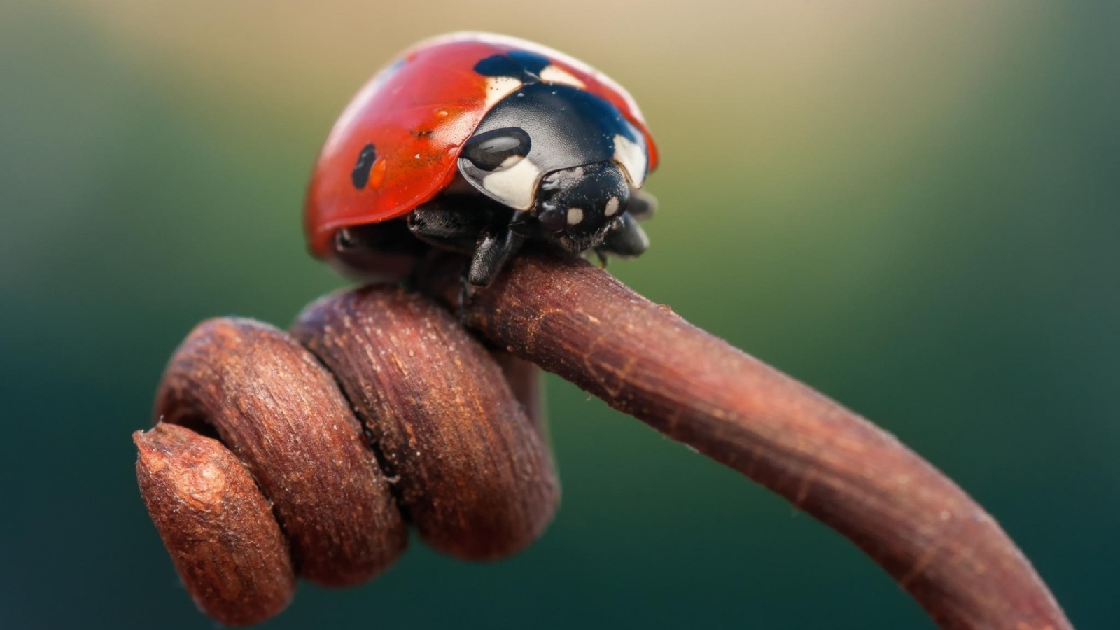 Божья коровка на засохшем ростке