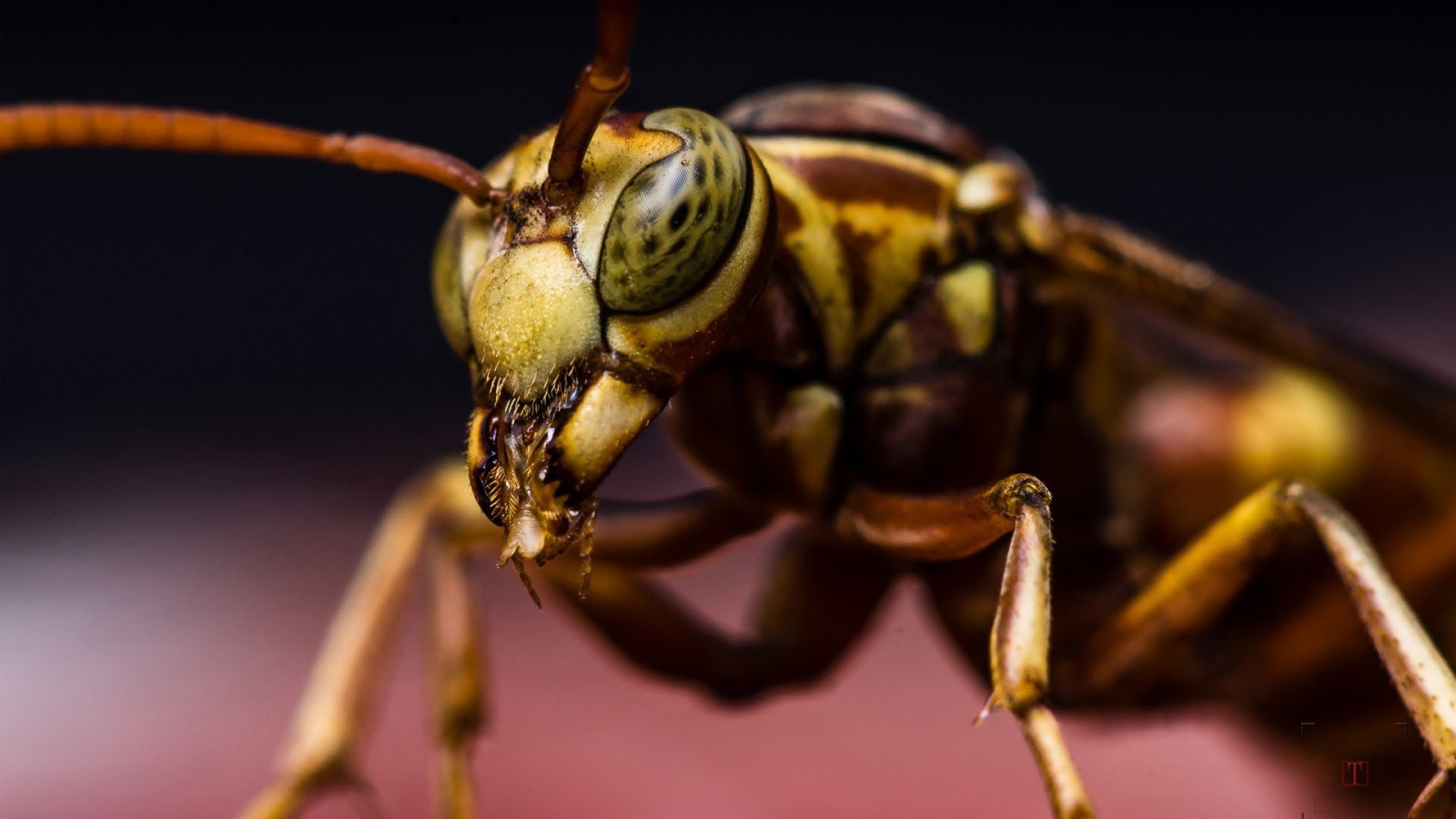 Макро фото насекомого