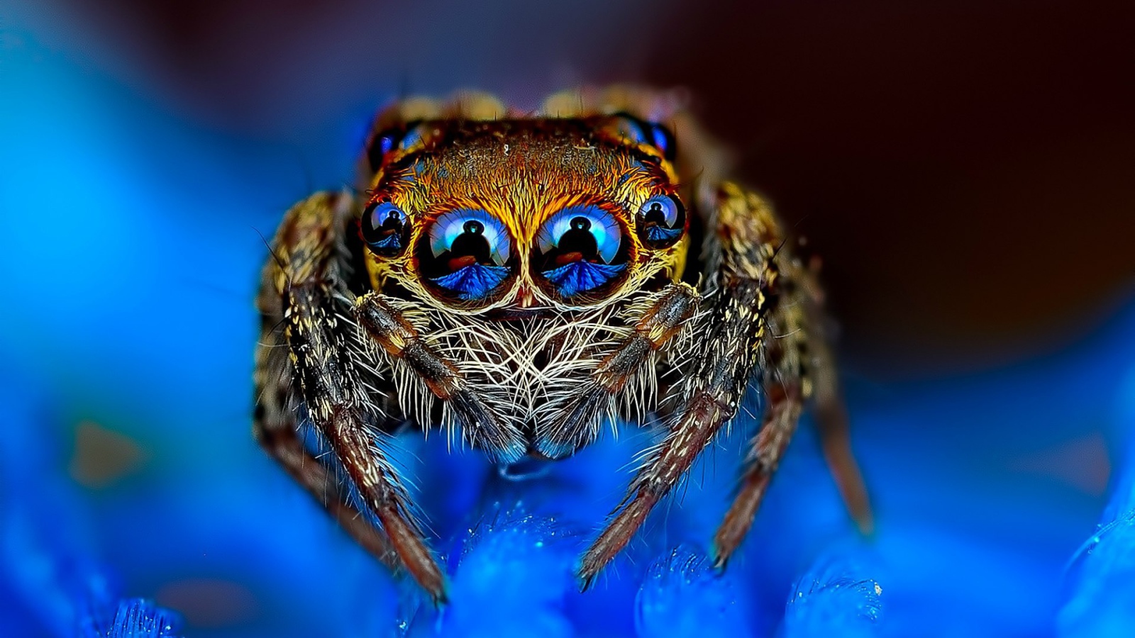Reflected in the eyes of the spider