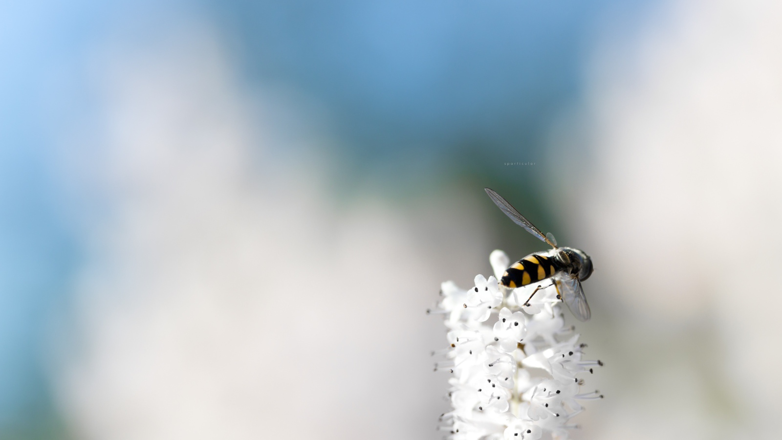 Небольшая пчела на кисточке белых цветов