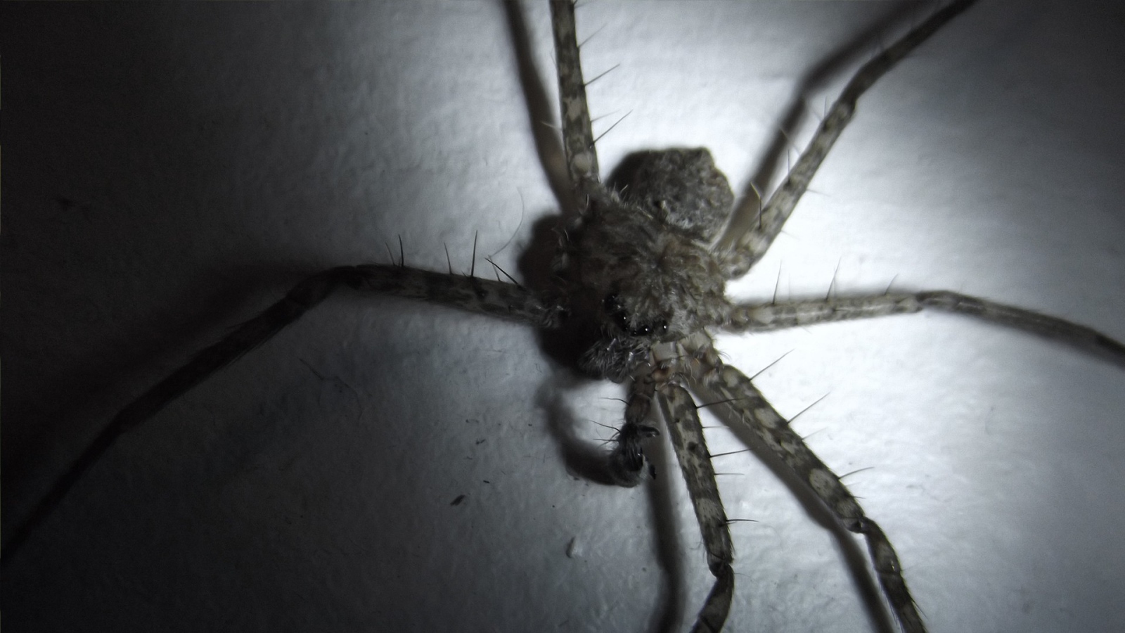 У паука не хватает лапок