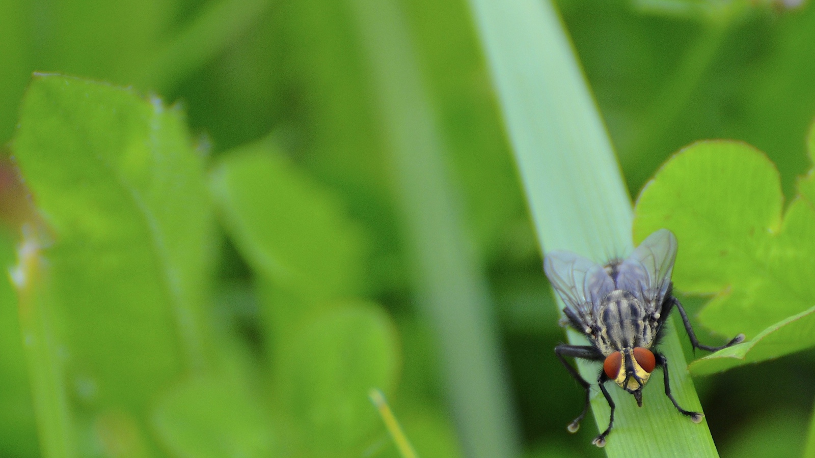 Муха сидит на травинке