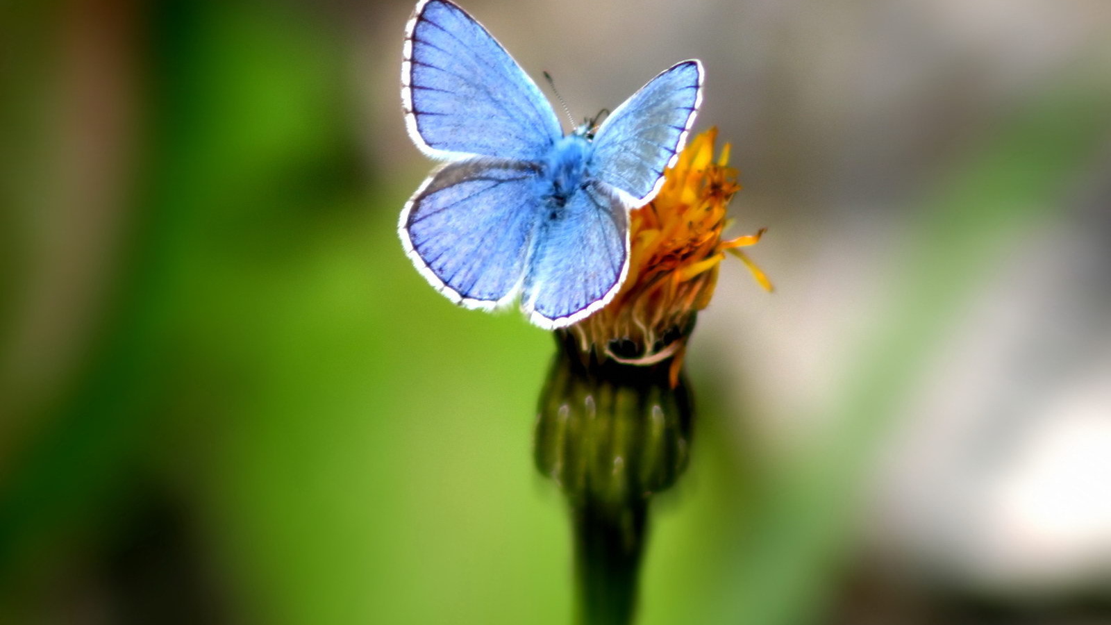 Голубая бабочка на цветке