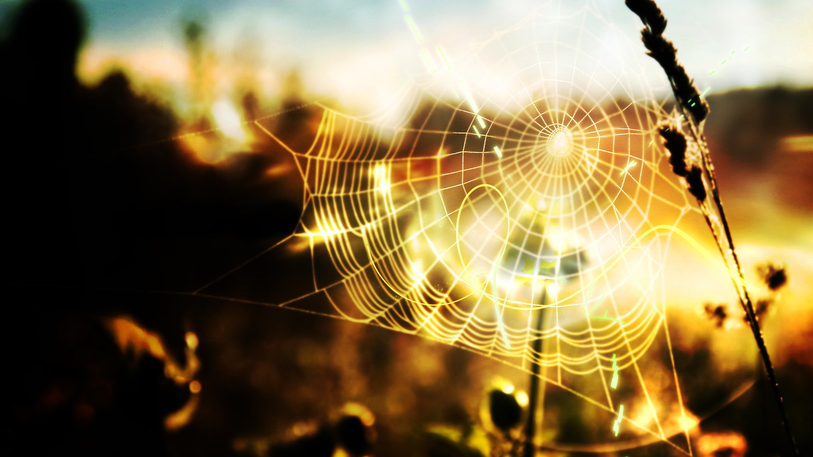Паутина в солнечных лучах