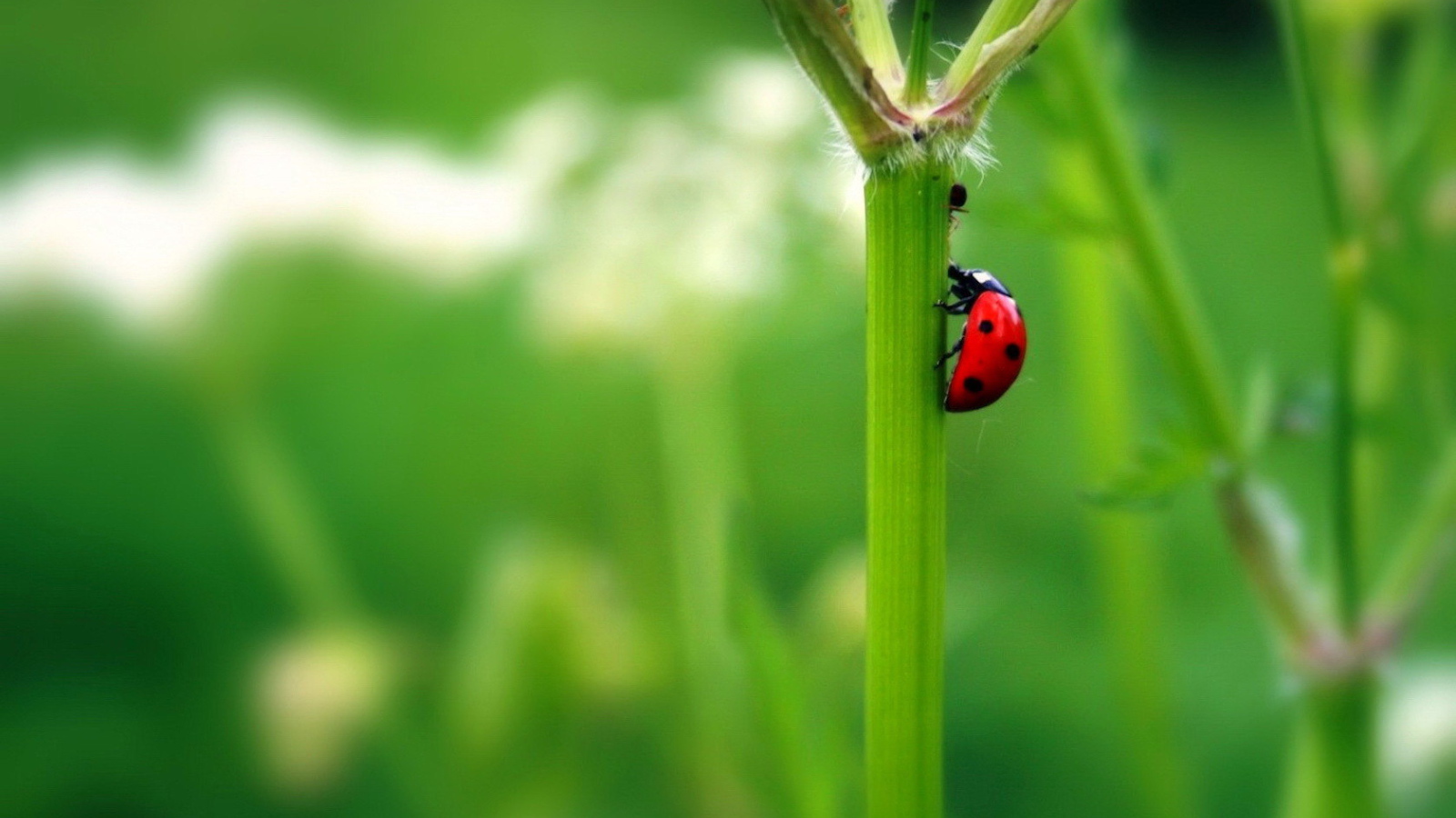 Божья коровка на стебле растения